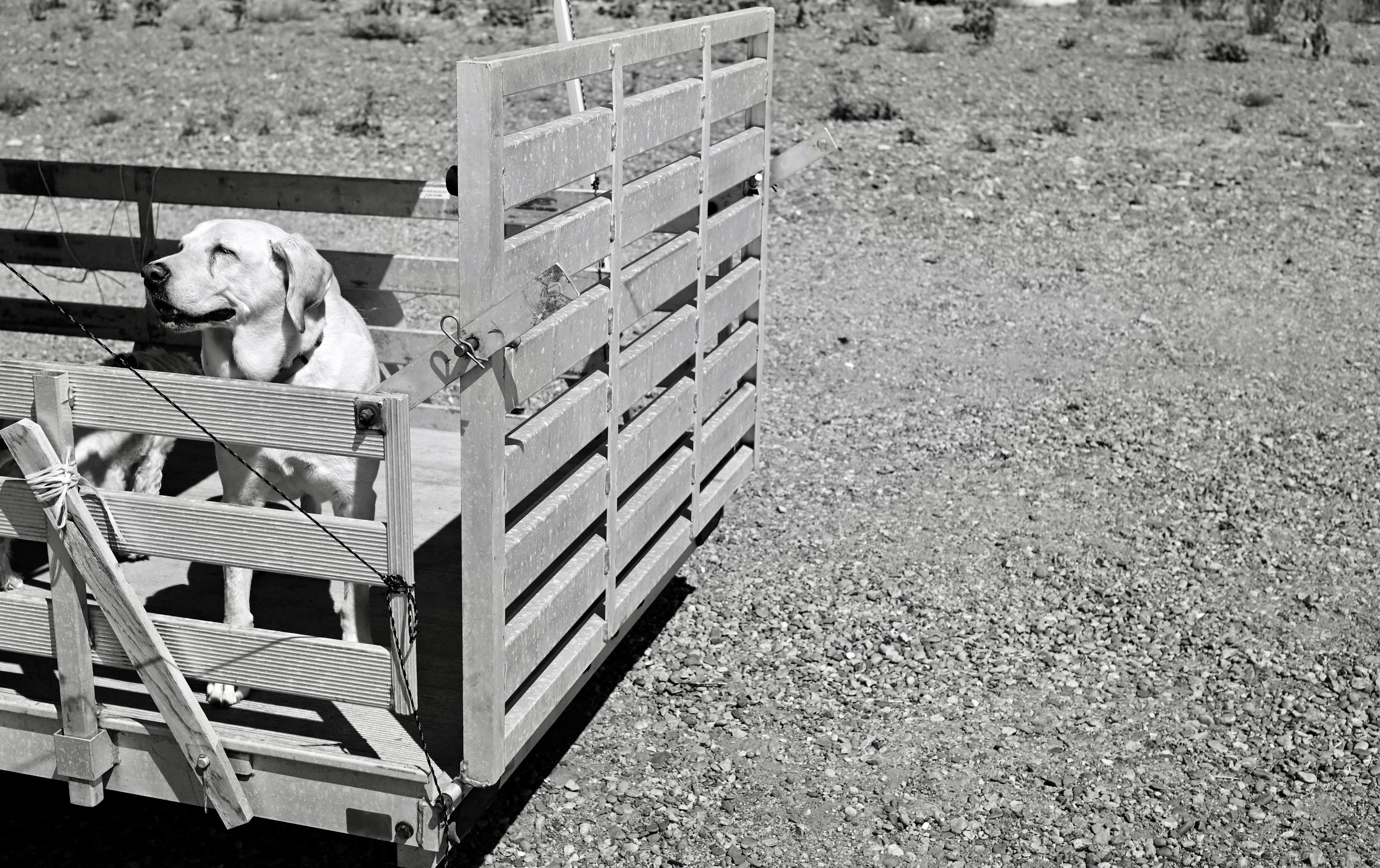 I saw a possible future today. Right there before me. Her kayak paddle the perfect matching green to the algae bloom suffocating the surface.