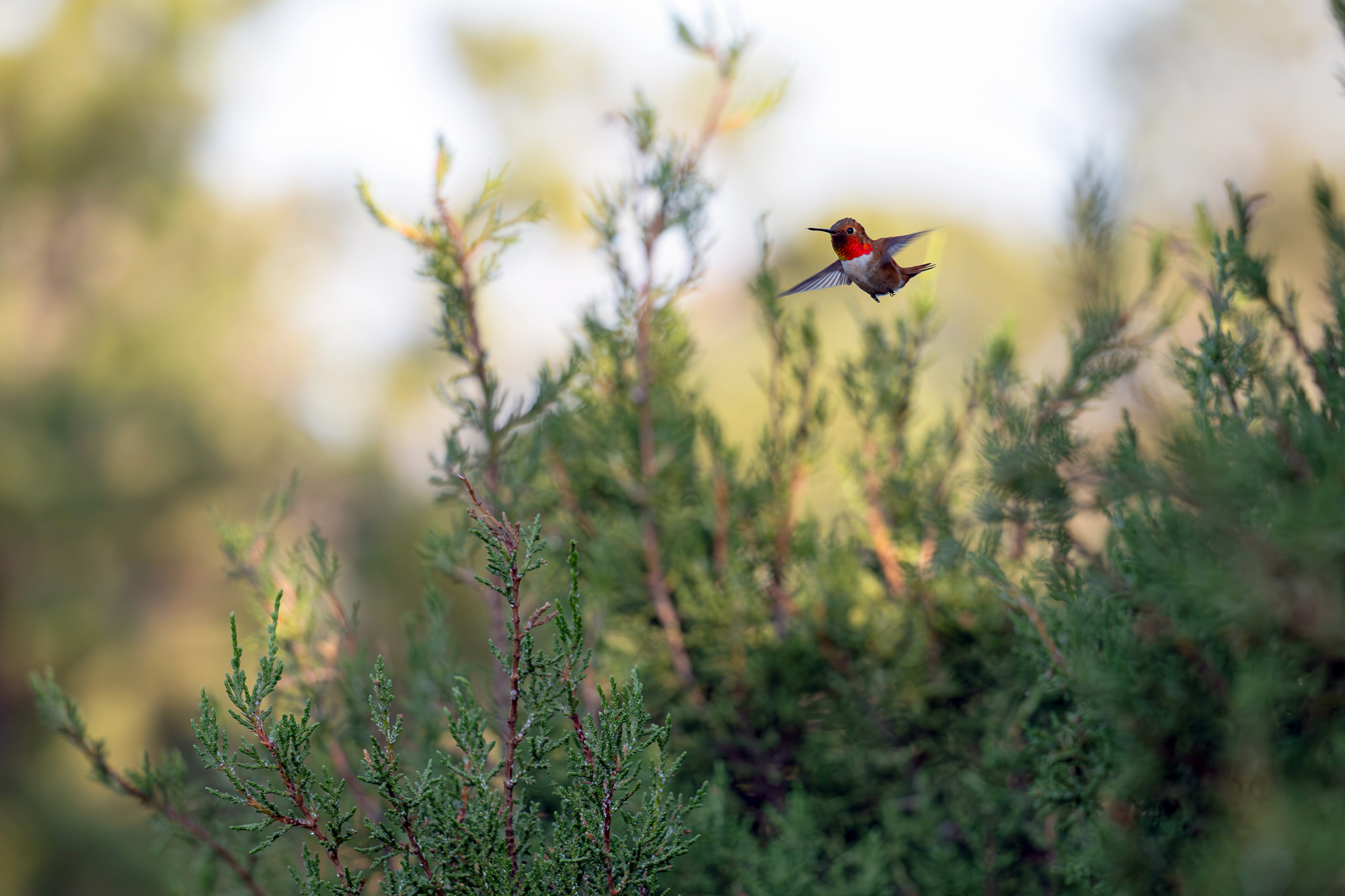 They say that everyone has a gateway bird. Meet Mr. Rufous. The baddest, most beautiful little tyrant I've ever seen.