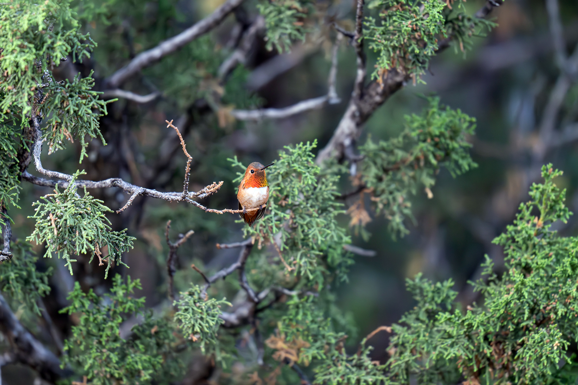 They say that everyone has a gateway bird. Meet Mr. Rufous. The baddest, most beautiful little tyrant I've ever seen.