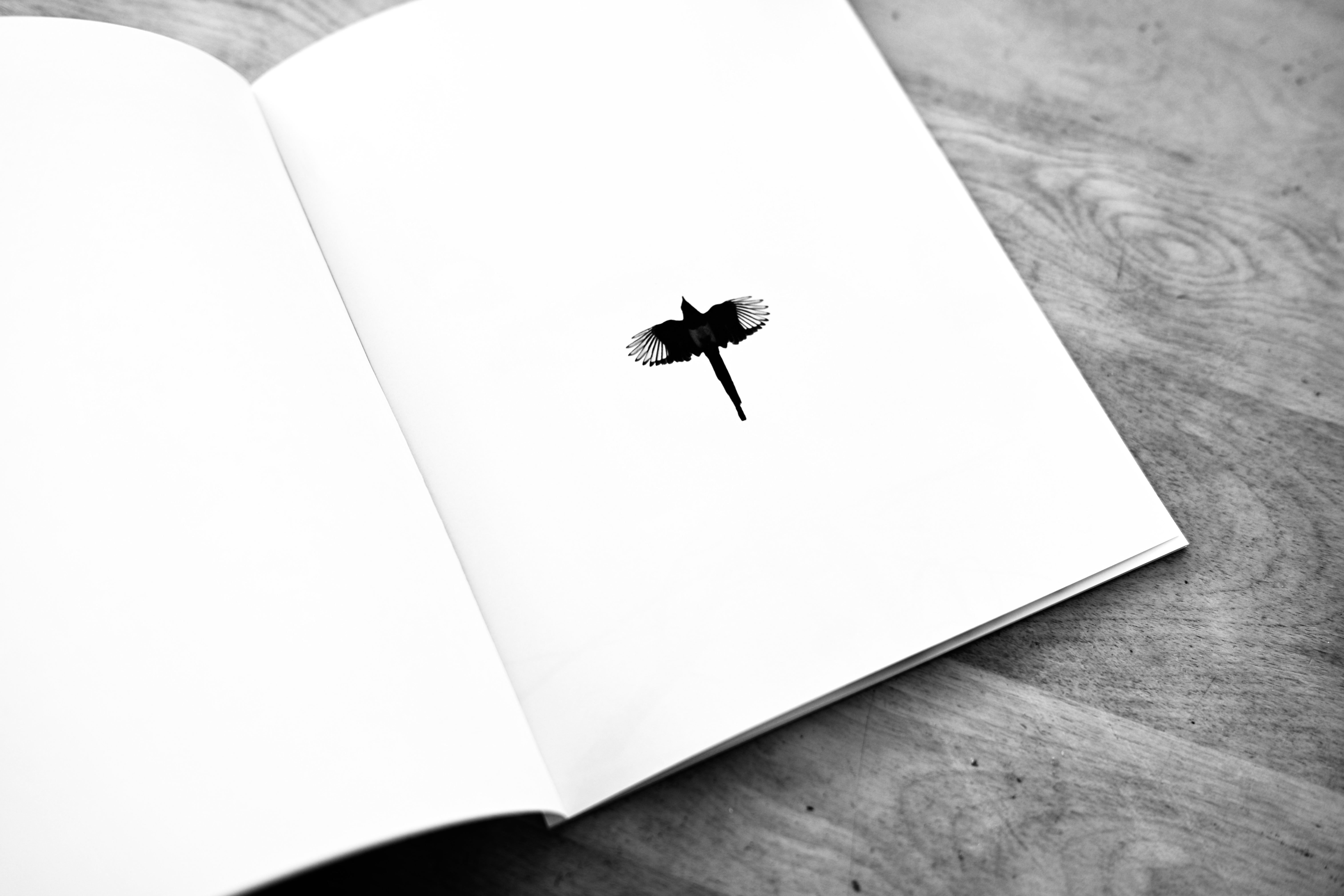 I'm not sure I've ever seen photography transfer to the printed page better than bird photography. Blurb Books. 8x10, softcover.