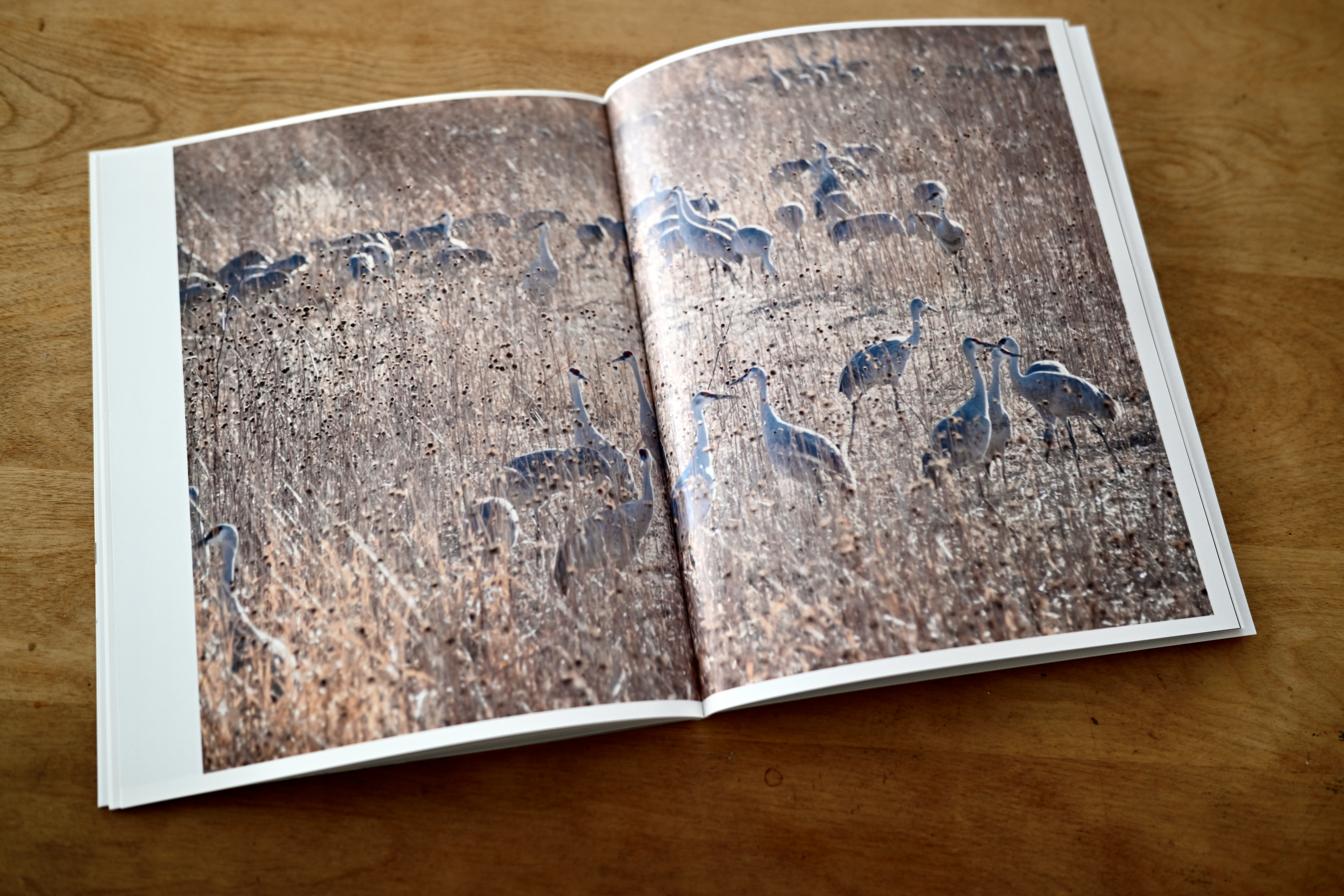 I'm not sure I've ever seen photography transfer to the printed page better than bird photography. Blurb Books. 8x10, softcover.