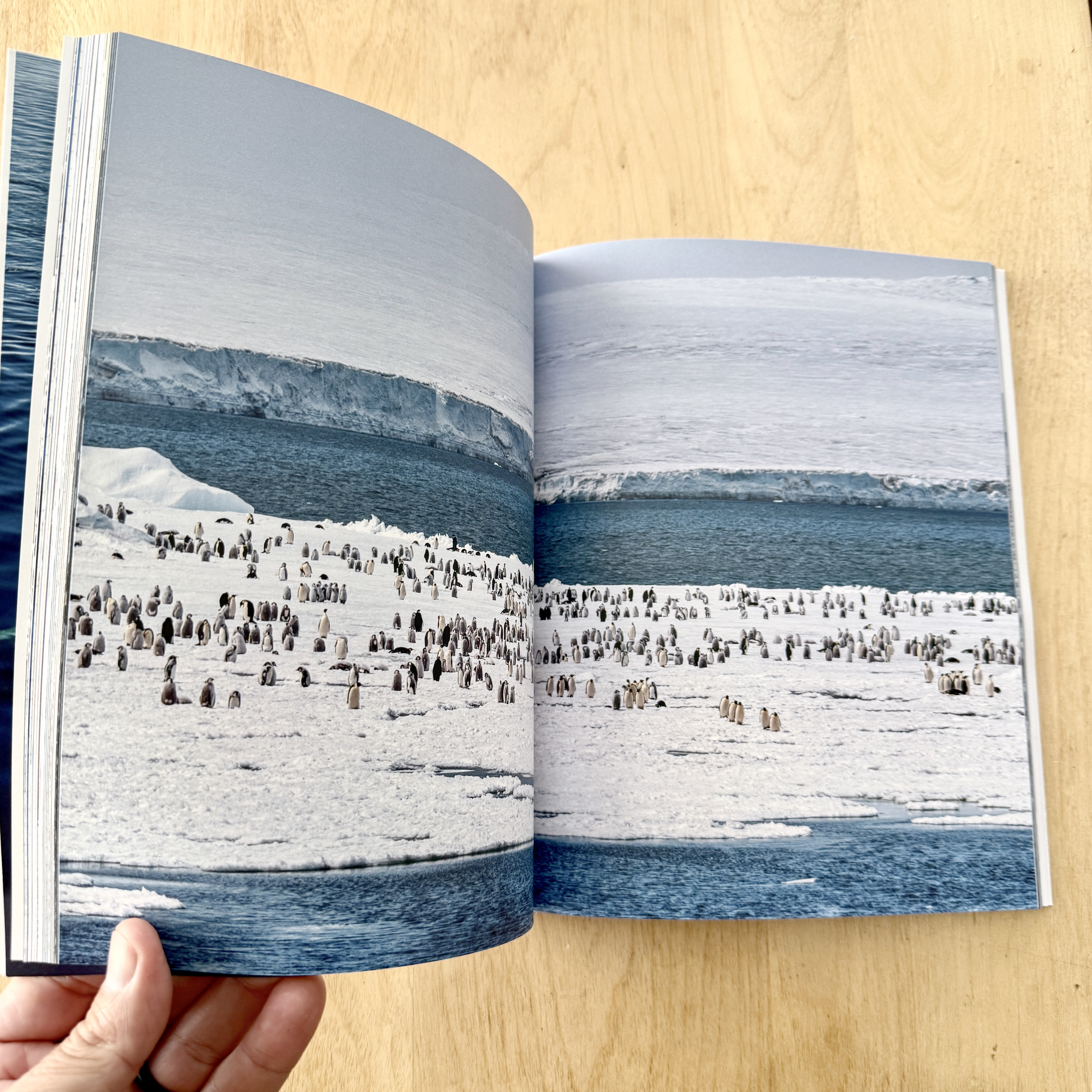 What you see here is my Blurb Antarctica Notebook. I created this using Blurb BookWright. The pages will be worked over after printing.