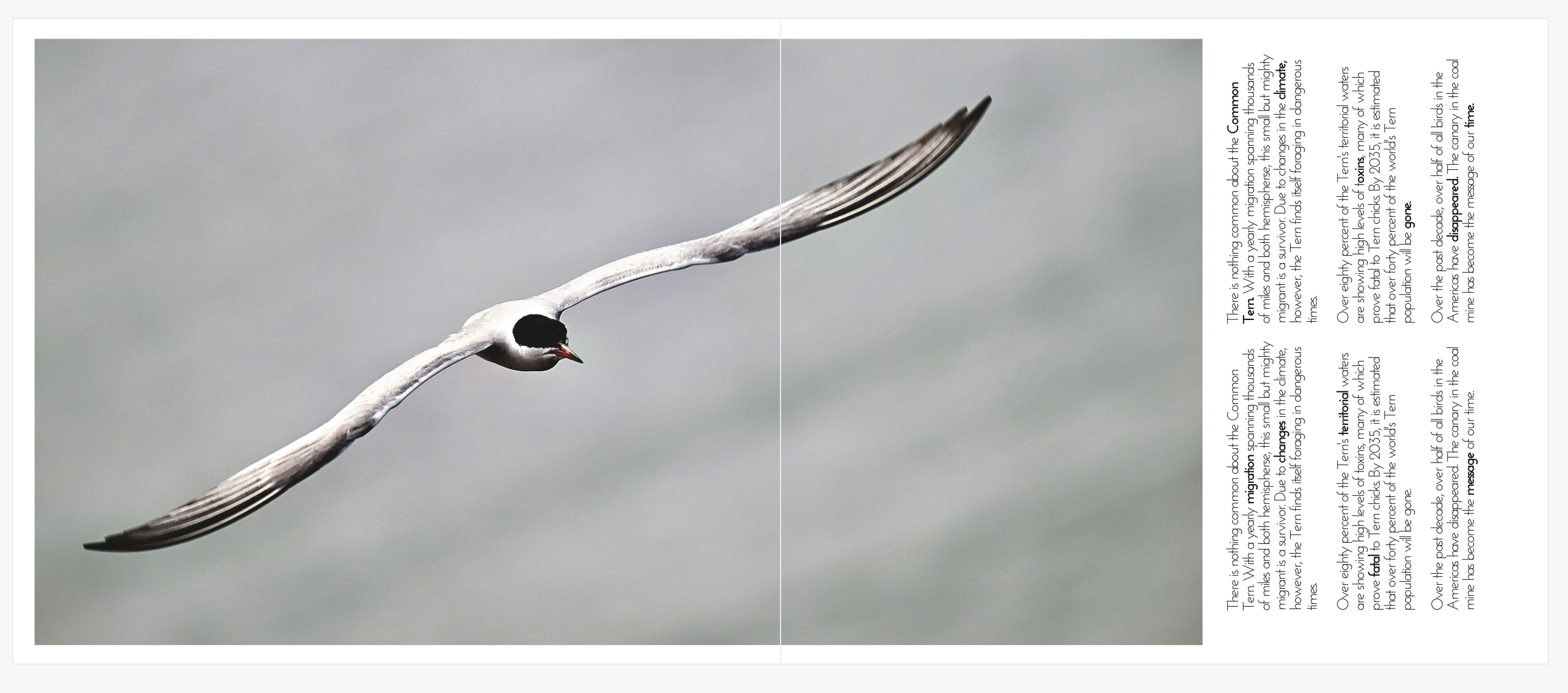 A photography skirmish is a timed, short excursion where you self-assign specific sets of parameters to improve skills. 