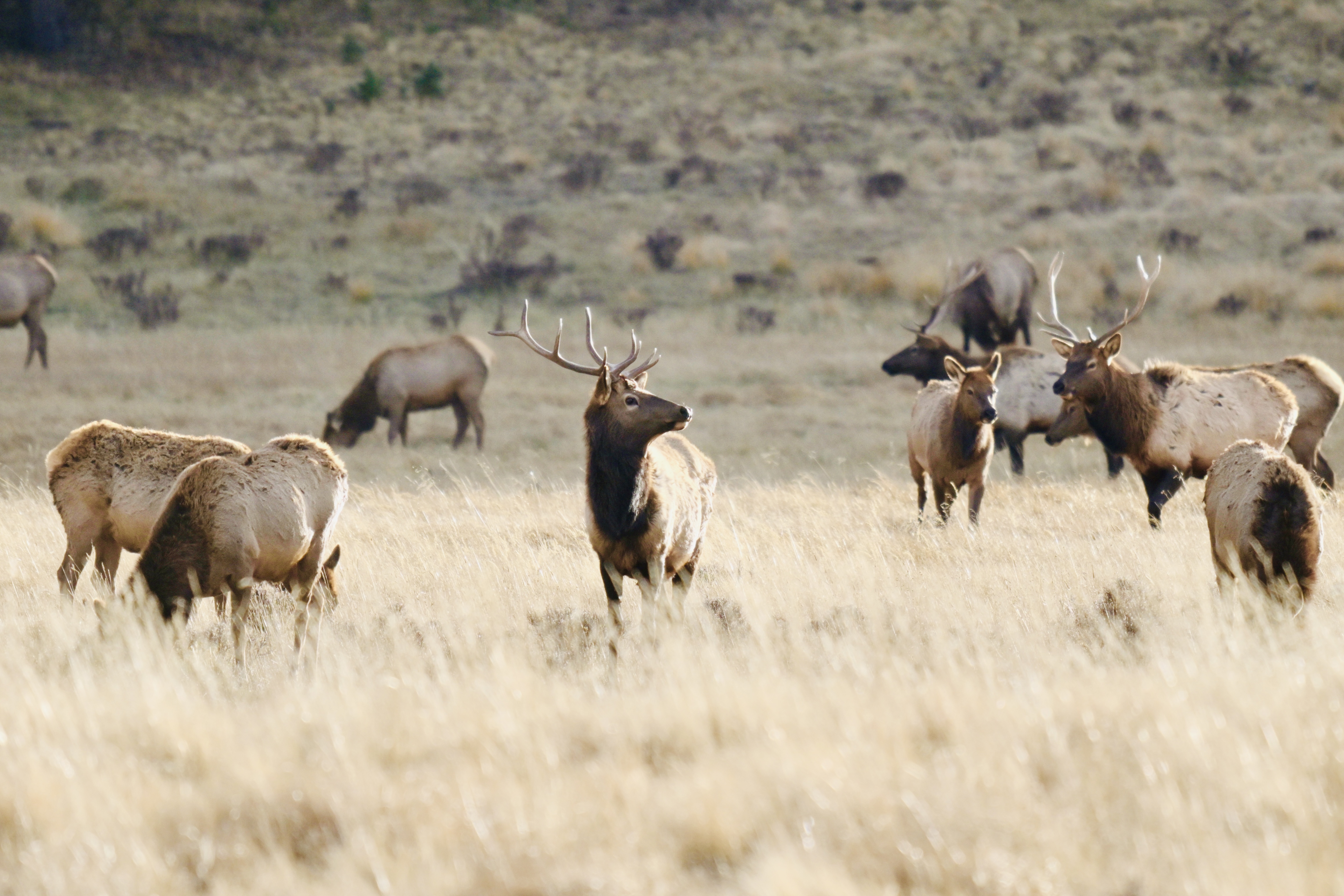 A short story about a day out in the Valle Caldera area of Northern New Mexico. We encounter the legendary elk herd. 