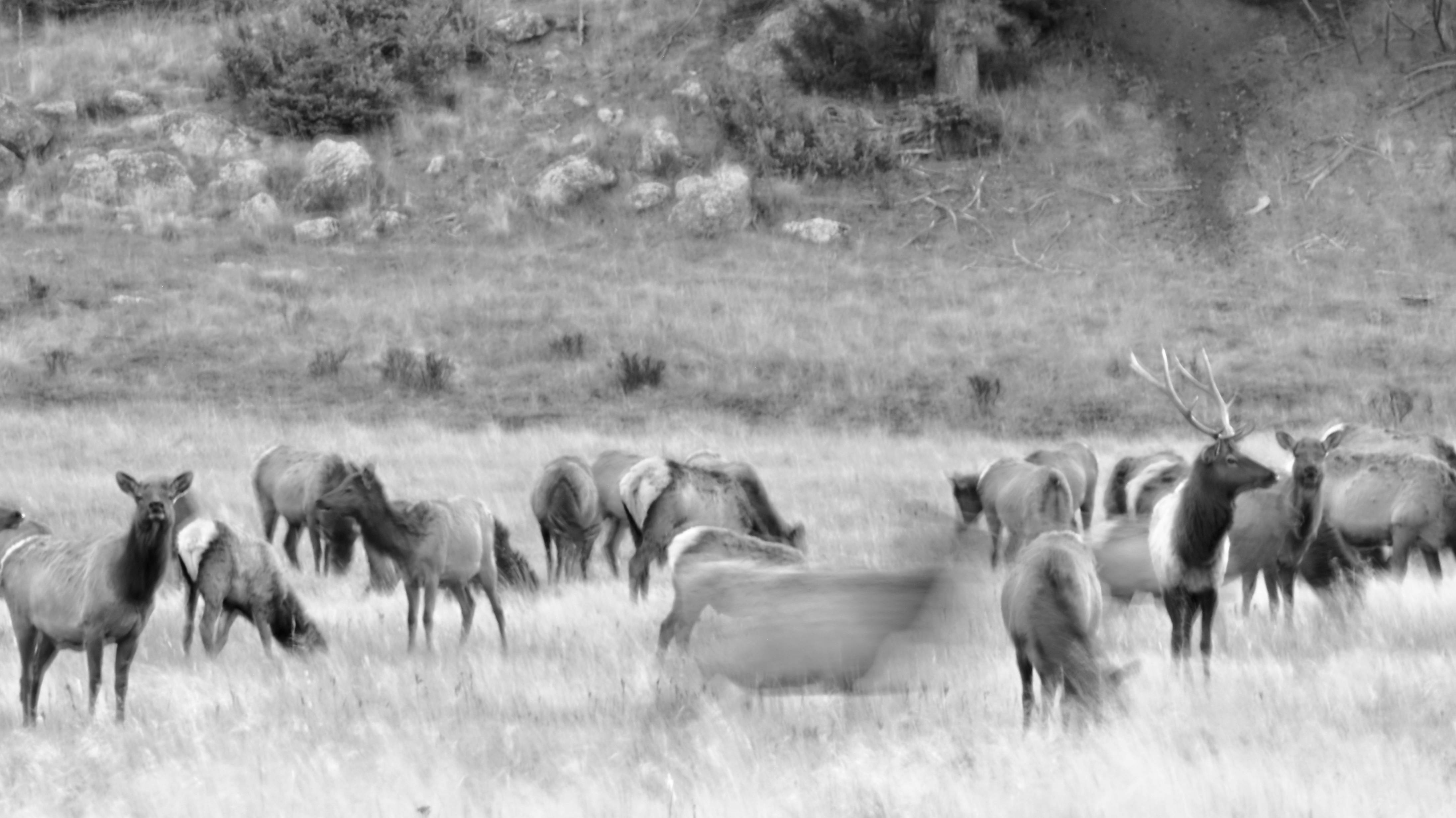 A short story about a day out in the Valle Caldera area of Northern New Mexico. We encounter the legendary elk herd. 