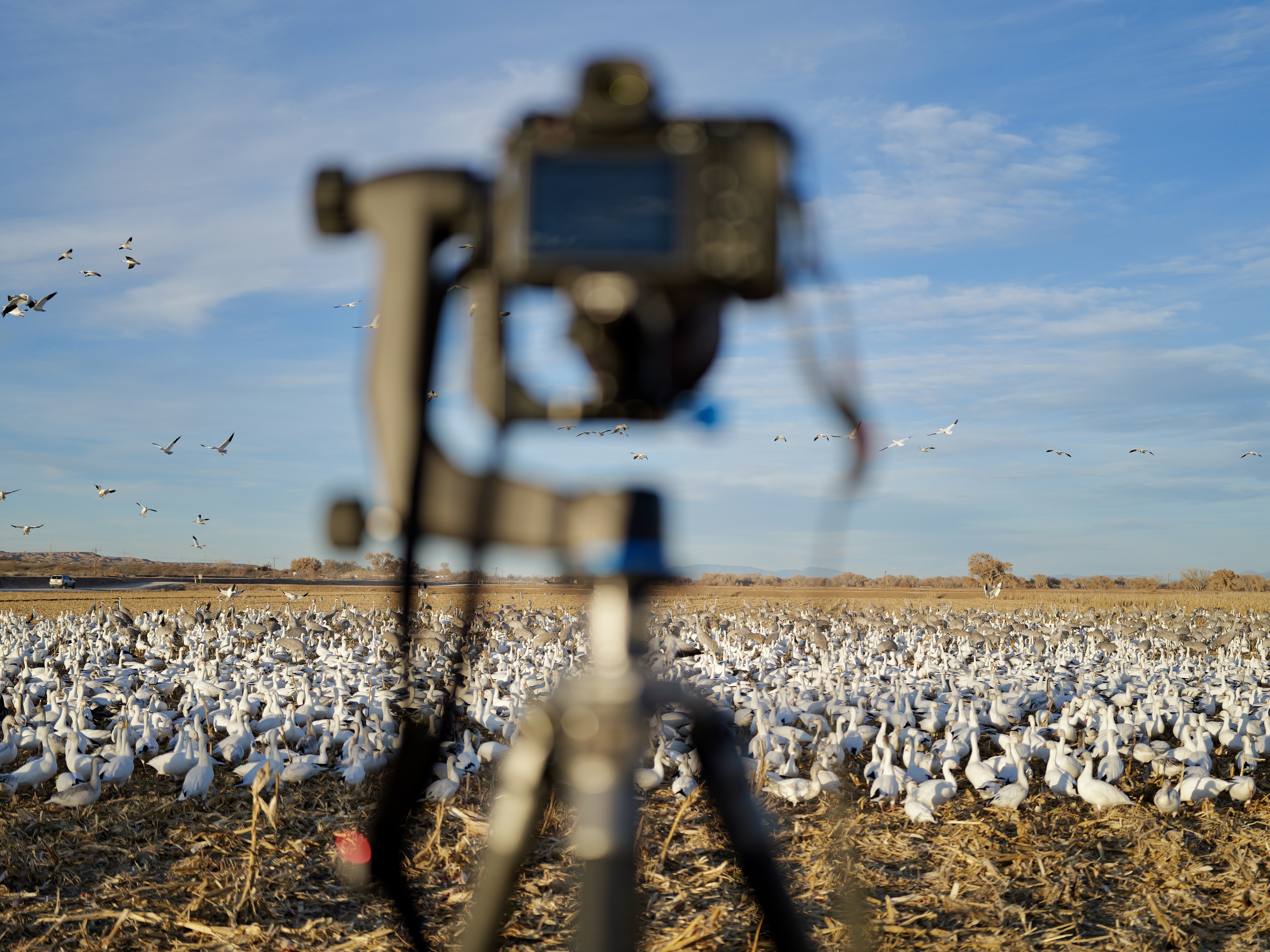 Featured image for “Adventure: GMO”