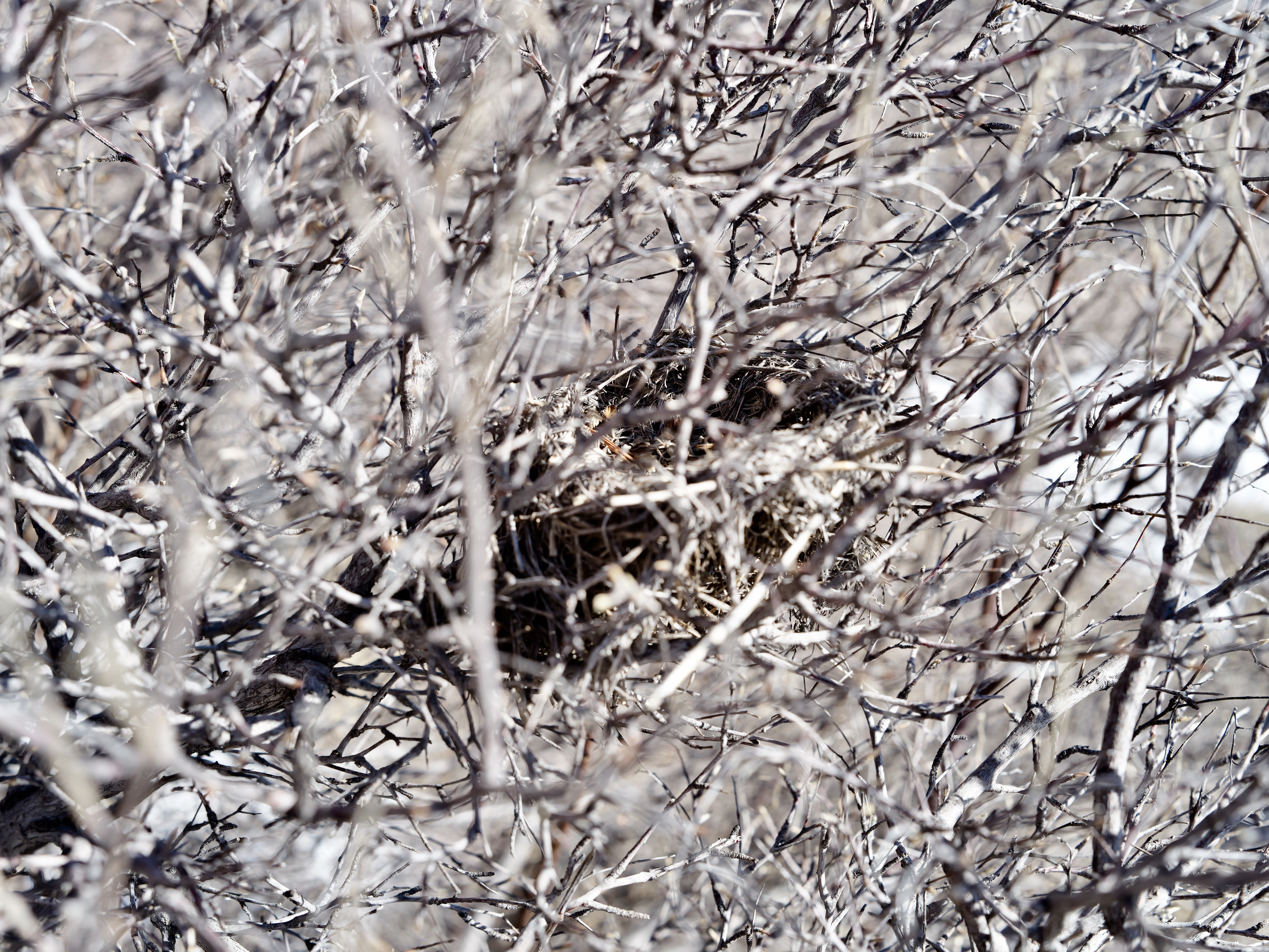 Featured image for “Adventure: The Hunt”