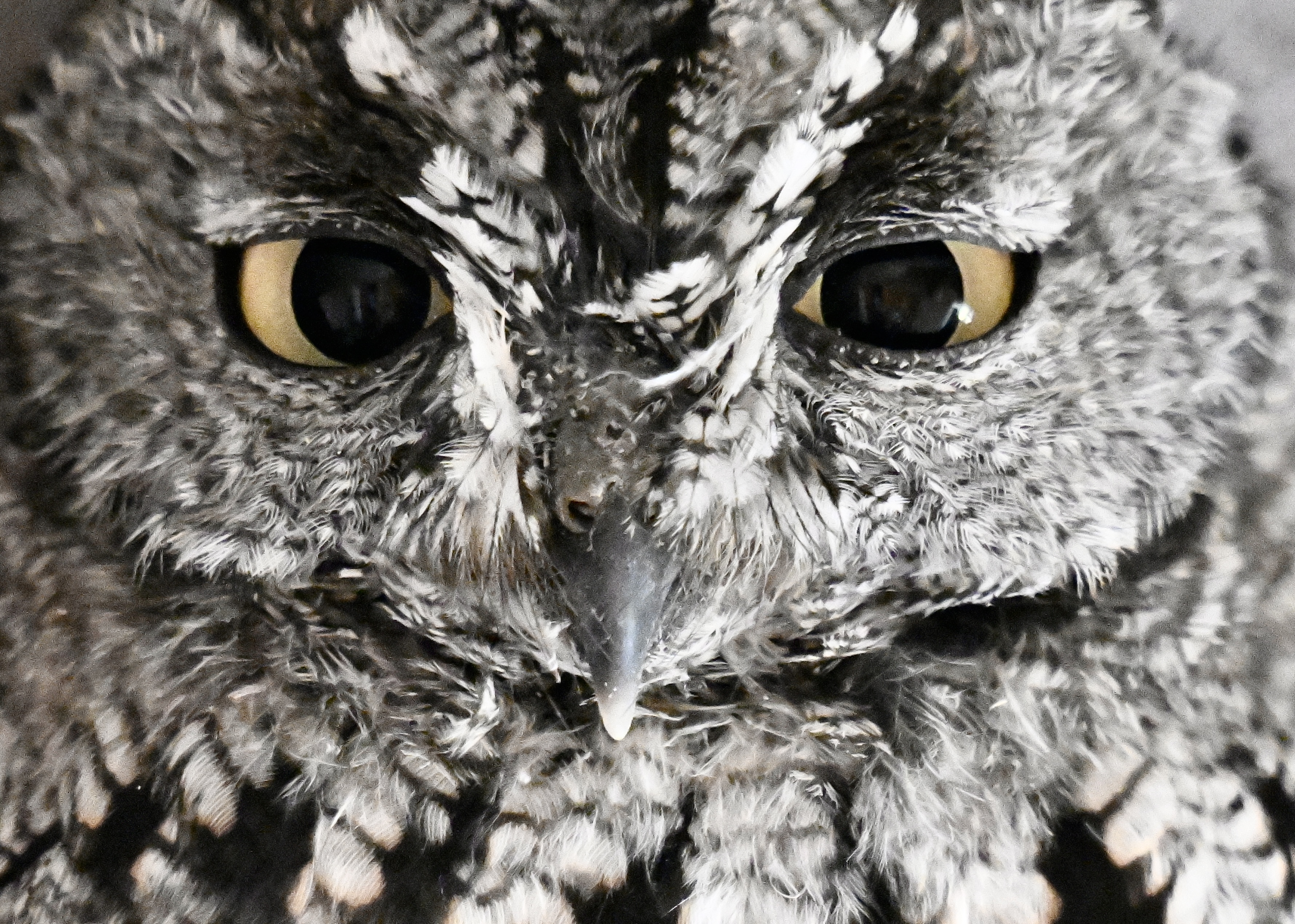 Jonathan Slaught's "Owls of the Eastern Ice: A Quest to Find and Save the  World's Largest Owl" is part scientific study, part adventure story. 