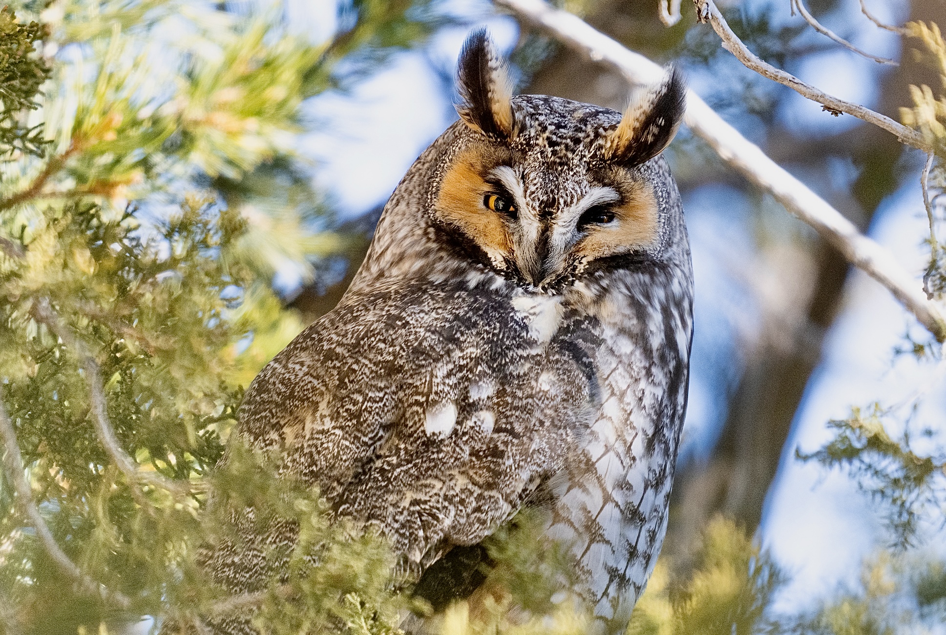 Jonathan Slaught's "Owls of the Eastern Ice: A Quest to Find and Save the  World's Largest Owl" is part scientific study, part adventure story. 
